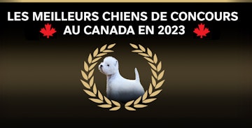 Les meilleurs chiens de concours au Canada en 2023 