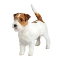 Russell Terrier dog