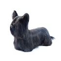 Skye Terrier dog