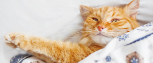 Un chat orange portant sous une couverture