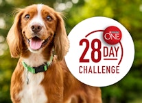 dog on a park with a logo that says 28 day challenge