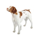 Brittany dog