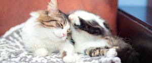 A domestic fluffy cat lies on the sofa and scratches its ear with its paw