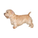 Glen of Imaal Terrier dog