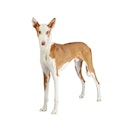 Ibizan Hound dog