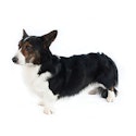 Cardigan Welsh Corgi dog