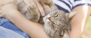 A cat being held in its owner's arms