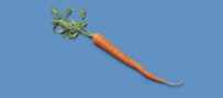 Carrot