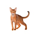 Abyssinian cat