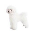 Bichon Frise dog